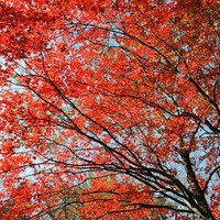 DSC_2156 (2)