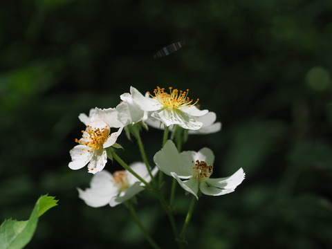 P6015704