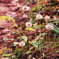 DSC_2183 (2)