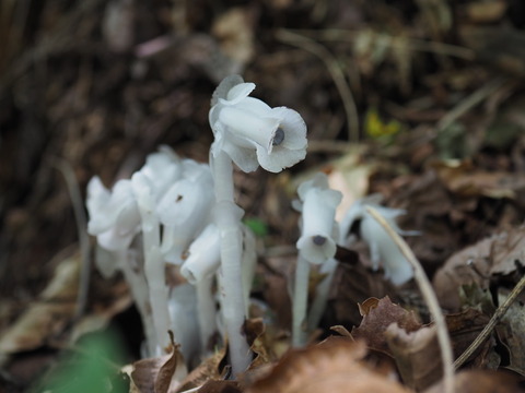 P6112727