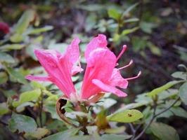 DSCF4258 (800x600)