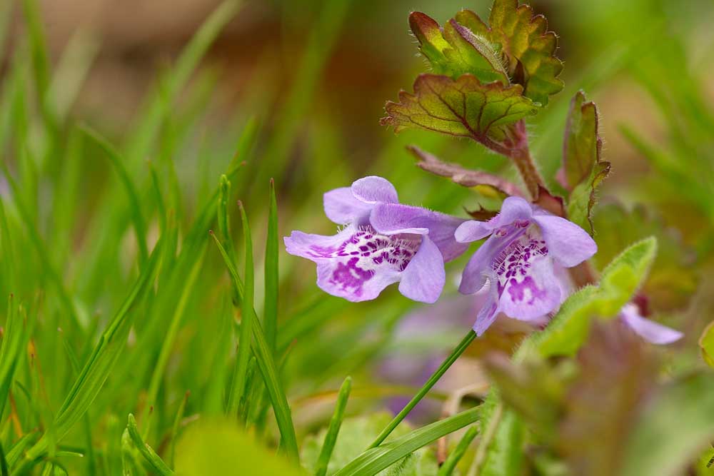 おうちで野草園 0423 仙台市野草園にどうぞ
