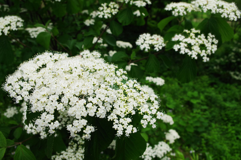 6月は白い花が迎えます 仙台市野草園にどうぞ