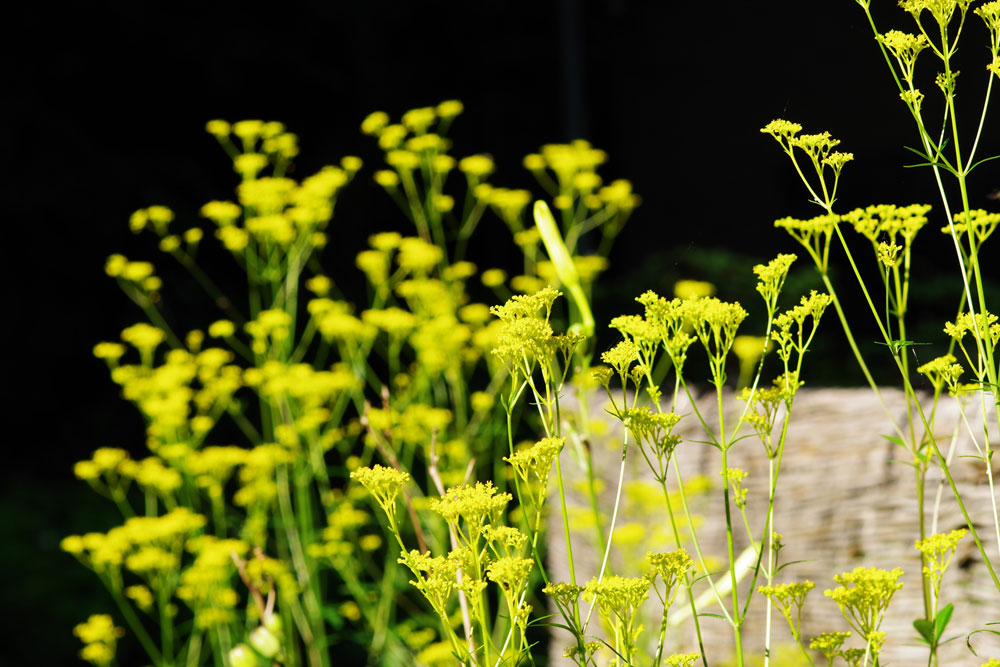 お盆の花情報 仙台市野草園にどうぞ