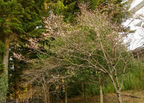 十月桜