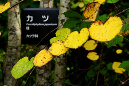 カツラ紅葉