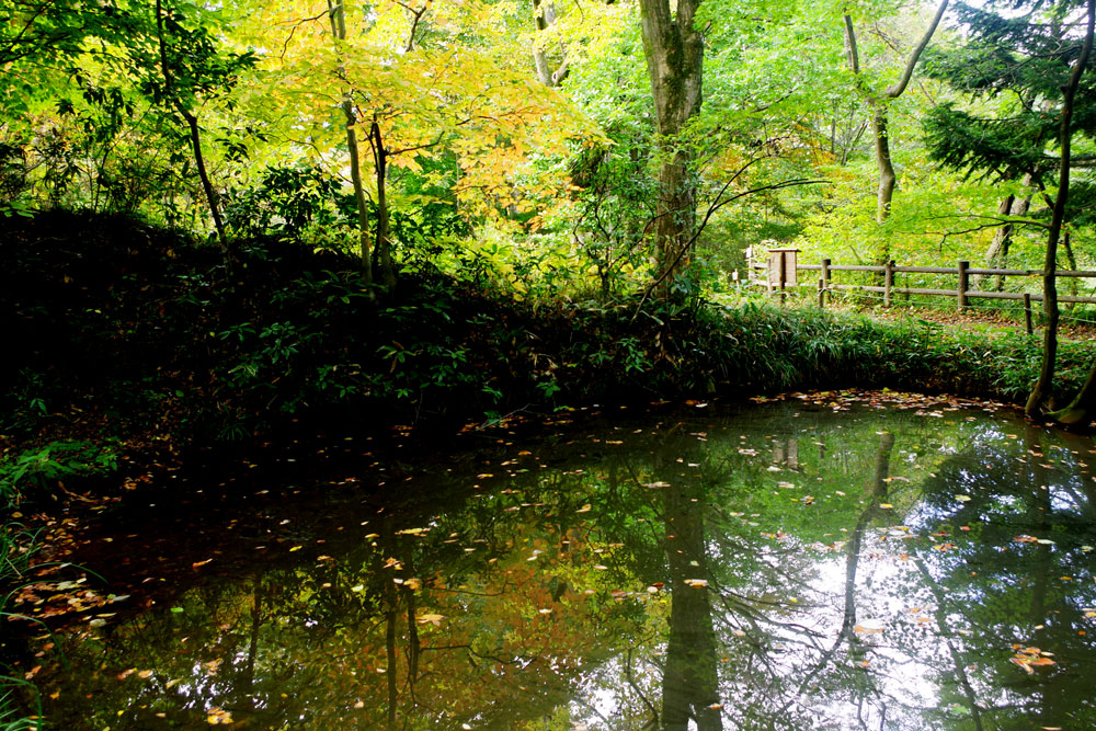 紅葉情報 10月後半 仙台市野草園にどうぞ