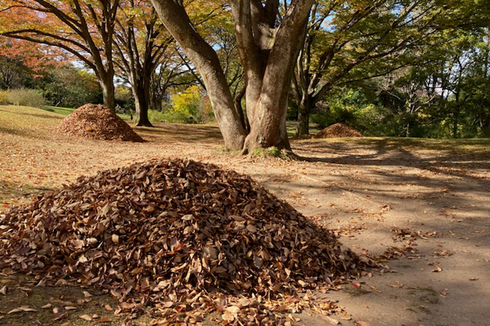 落ち葉の山が待って（舞って）います : 仙台市野草園にどうぞ
