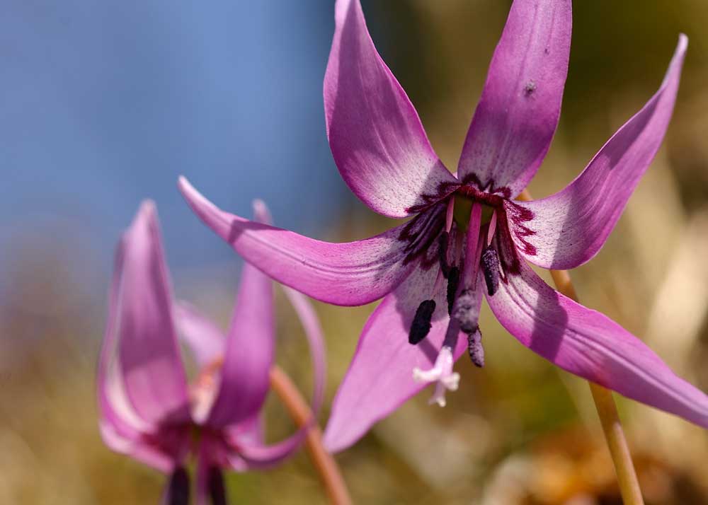 4月のイベント予定 花情報 仙台市野草園にどうぞ