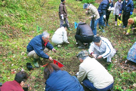 サクラソウ植付け