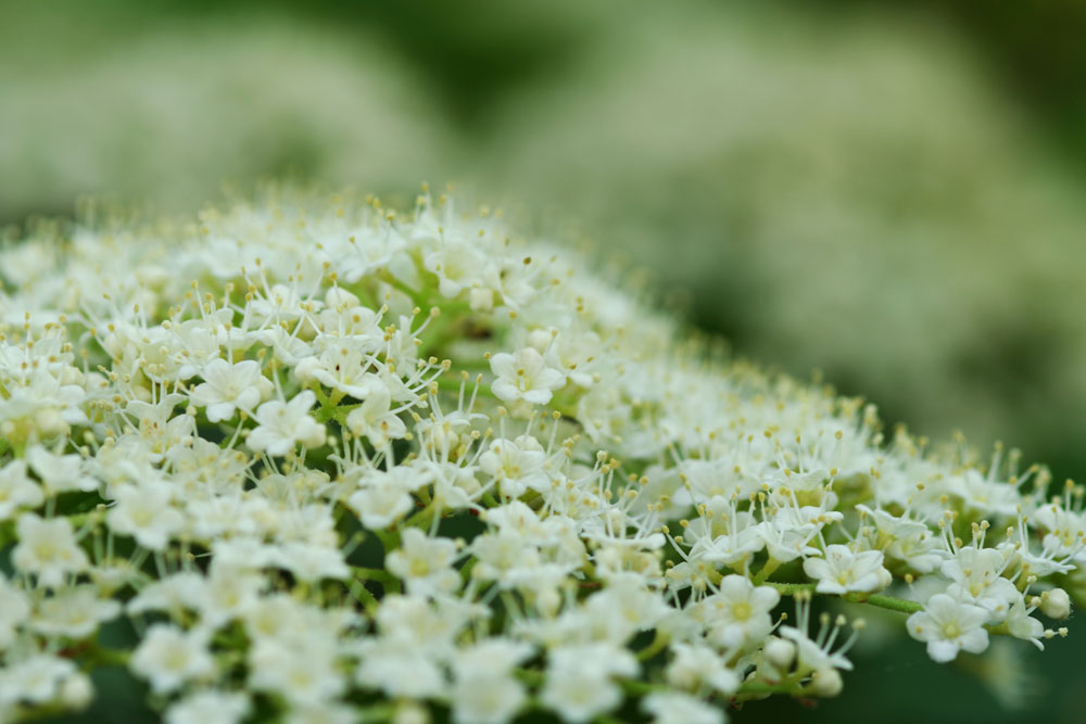 6月は白い花が迎えます 仙台市野草園にどうぞ