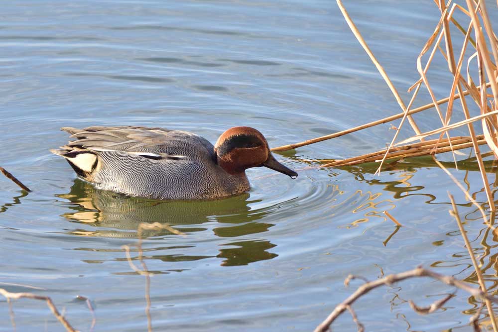 令和4年1月のイベント情報 : 海岸公園センターハウス