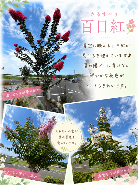 百日紅