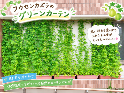 フウセンカズラのグリーンカーテン