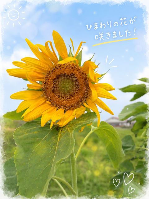ブログ用ひまわりが咲きました