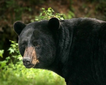 big-black-bear-detailed-ursus-americanus-768x614