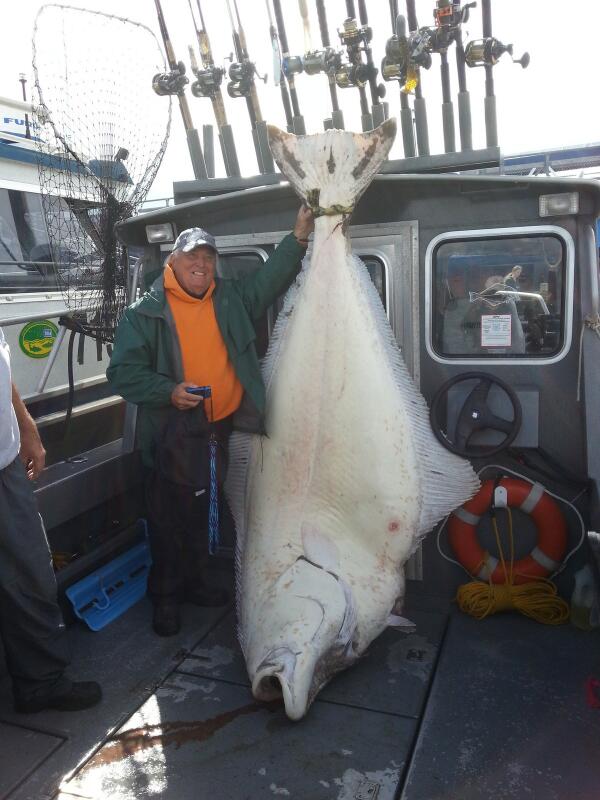 体長約2 5メートルの 巨大オヒョウ の捕獲に成功 画像あり いってよしニュース 体長約2 5メートルの 巨大オヒョウ の捕獲に成功 画像あり いってよしニュース