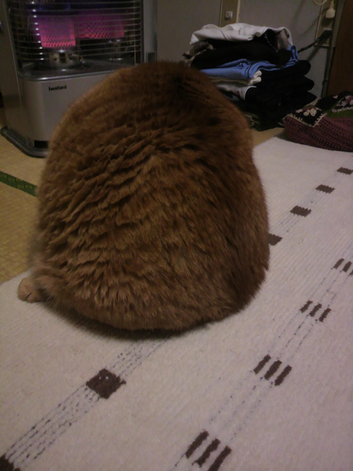 猫の日 必殺 和歌山にゃんこ道場