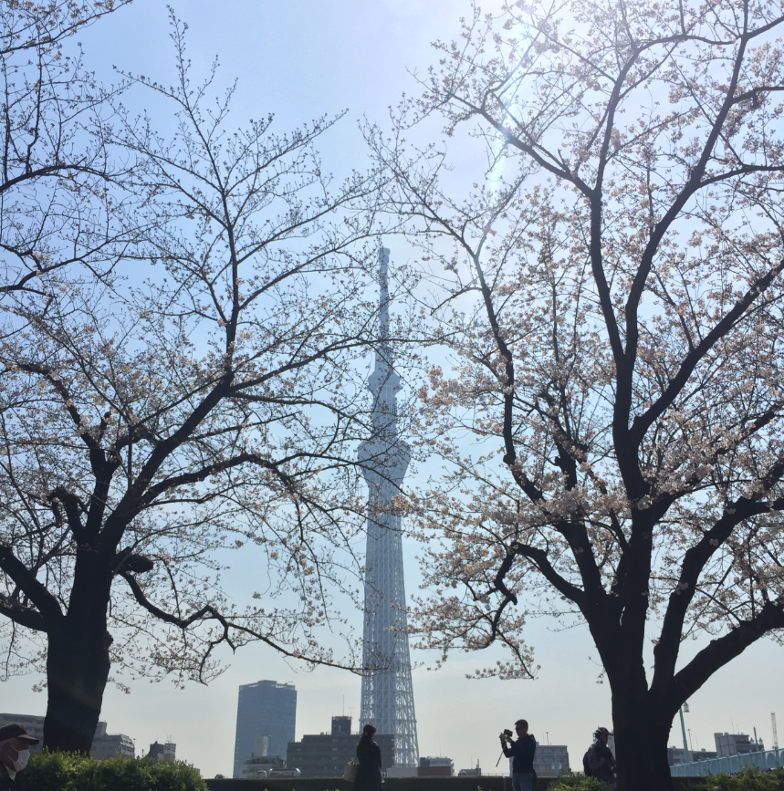 スカイツリー0007景 花 武島羽衣 スカイツリー百景 スカイツリー0007景 花 武島羽衣 スカイツリー百景