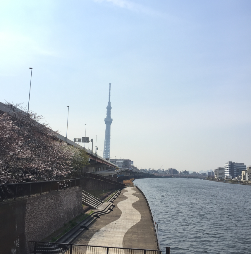 スカイツリー0007景 花 武島羽衣 スカイツリー百景 スカイツリー0007景 花 武島羽衣 スカイツリー百景