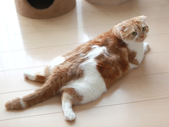 ¥¢¥È¥à¤Î¤Ò¤é¤¡£ ¥¢¥È¥à¤Î¤Ò¤é¤¡£