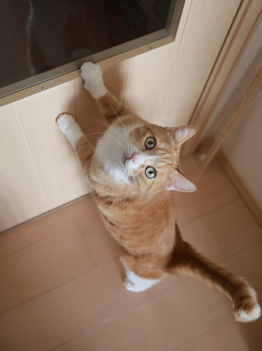ÊĤޤäƤ롪 ÊĤޤäƤ롪