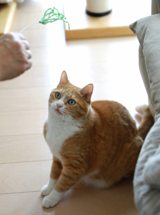 ススキ出た! ススキ出た!