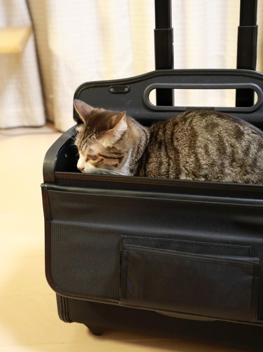 ����äȶ������ɡ�