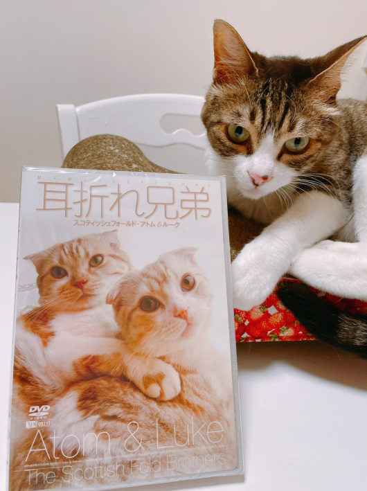 ¡Ø¼ªÀޤ췻Äï¡ÙDVD ¡Ø¼ªÀޤ췻Äï¡ÙDVD
