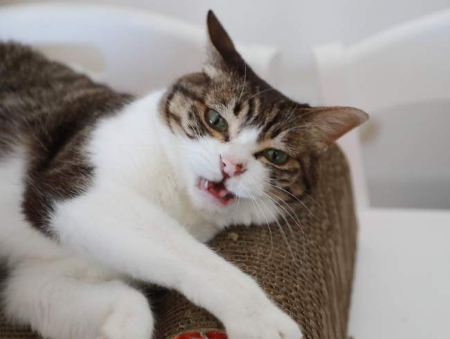 ͷ�Ӥʤ����衼��