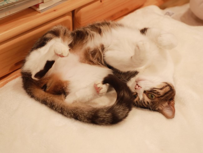 �̤��̤�����