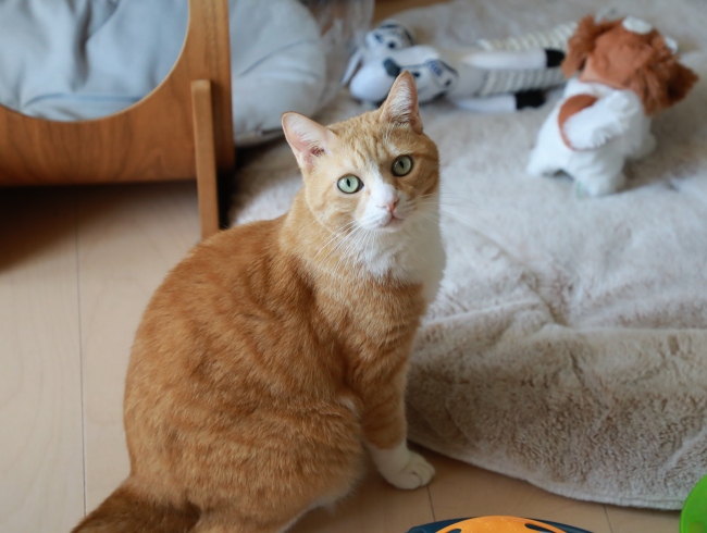 ���Ҥ��ޤϡ�