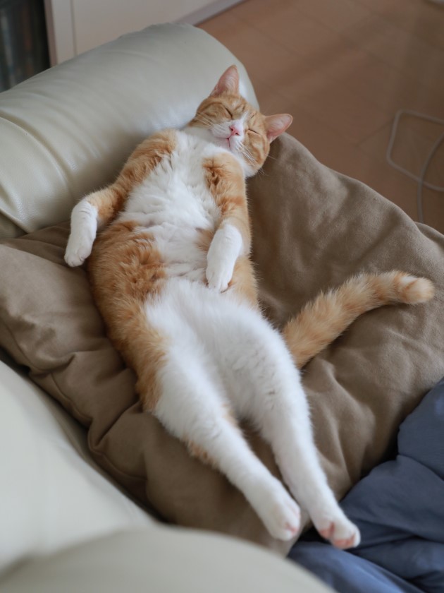 ���䡼��