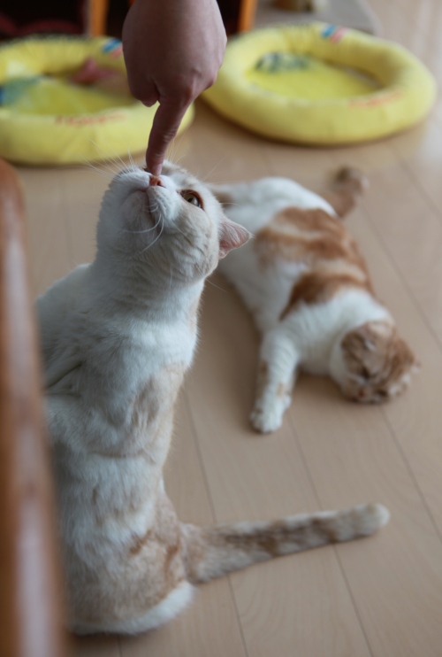 ���󤯤󤻤��ˤϤ����ʤ�������ɤ�����