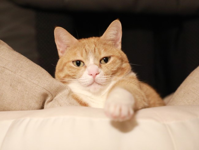 ¤Á¤§¡¼¤Ã¡£ ¤Á¤§¡¼¤Ã¡£