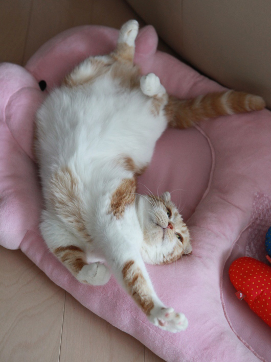 �֥��٥åɤǤΤӡ���