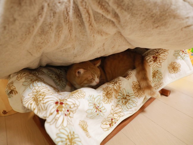 ¤Í¤à¡Á¡£ ¤Í¤à¡Á¡£