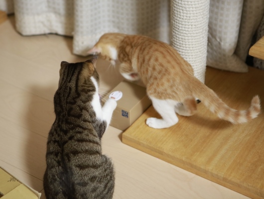 ¤³¤³¤ò¤Ý¤Á¤Ã¤È¡£ ¤³¤³¤ò¤Ý¤Á¤Ã¤È¡£