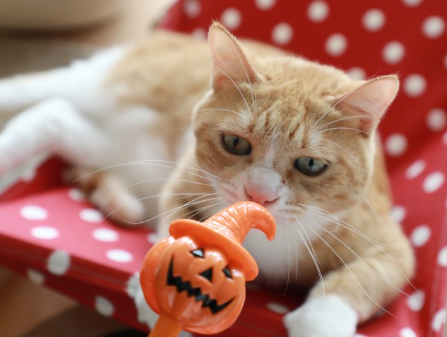 ¤Û¡¼¡£ ¤Û¡¼¡£