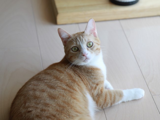 ���ä������Ρ�