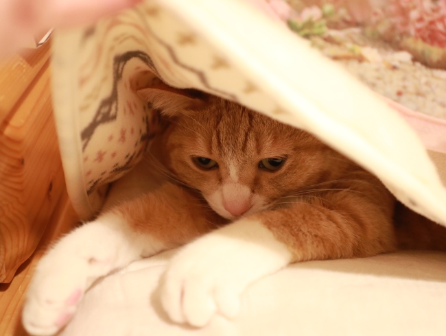 �ܥ��Ϥ��ޤ���衣
