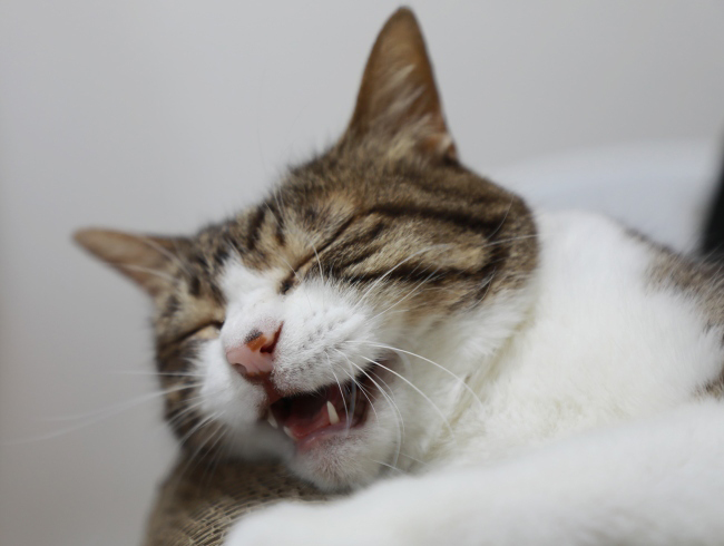 �˥㡼��