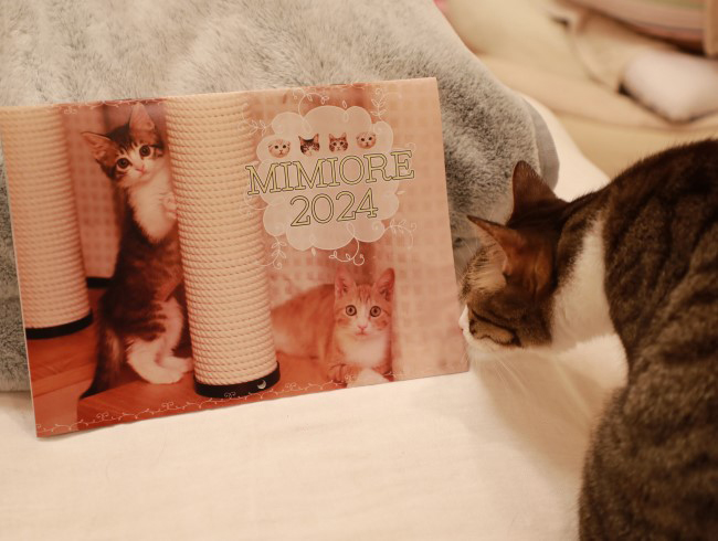 ¸«¤¿¤³¤È¤¢¤ë¤Ê¤¡¡£ ¸«¤¿¤³¤È¤¢¤ë¤Ê¤¡¡£