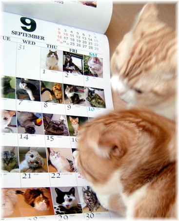 ���������ܡ�����