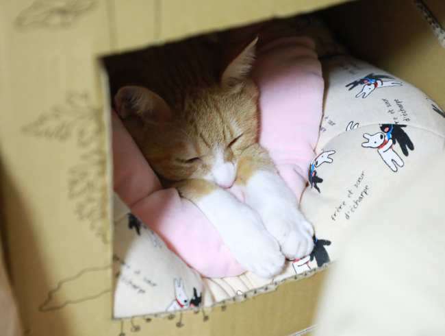 ���䡼��