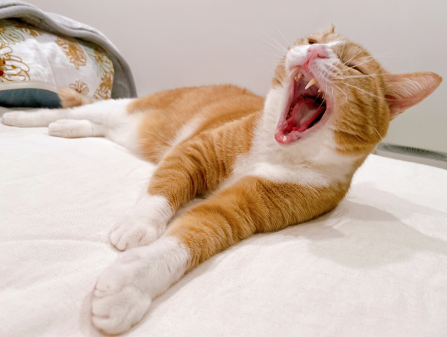 ¤ªÂÔ¤¿¤»¡¼¡£ ¤ªÂÔ¤¿¤»¡¼¡£