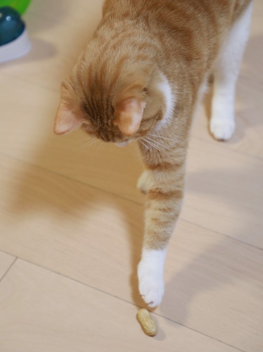 ���祤���祤��