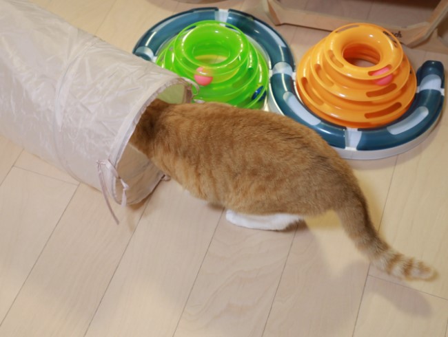 ¤ï¤¯¤ï¤¯¢ö ¤ï¤¯¤ï¤¯¢ö