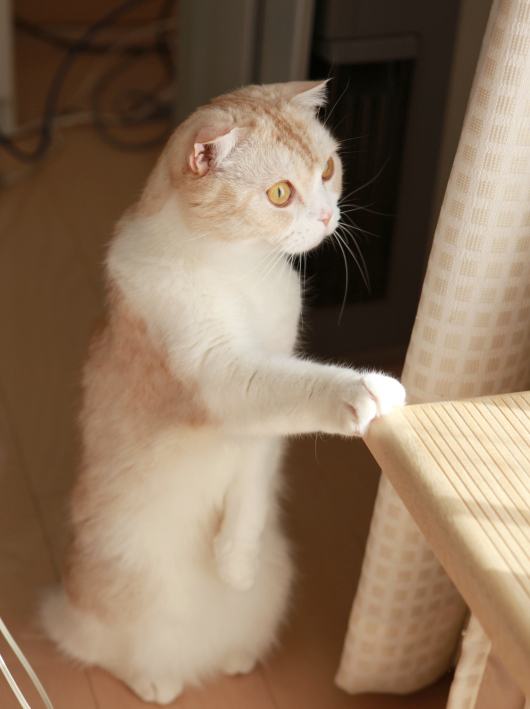 Ω¤Ä¥ë¡¼¤Á¤ã¤ó¡£ Ω¤Ä¥ë¡¼¤Á¤ã¤ó¡£