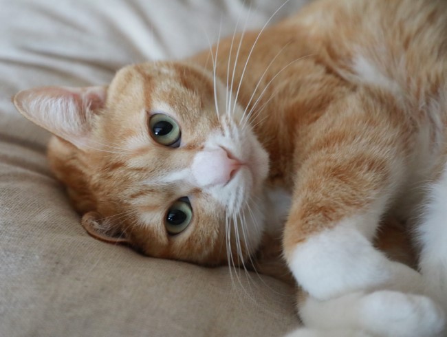 ¤¨¡¢¥´¥Ï¥ó¡© ¤¨¡¢¥´¥Ï¥ó¡©